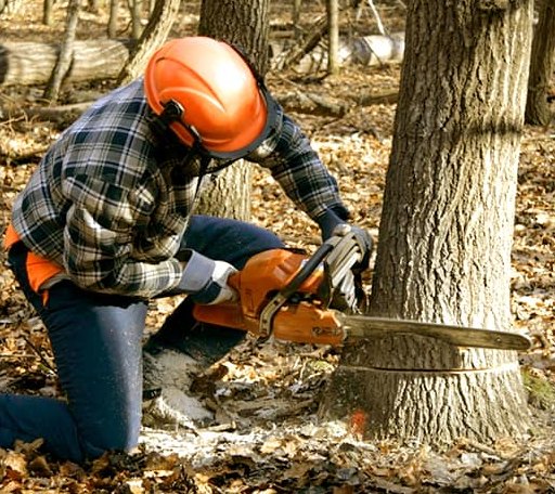 Tree Removal in Bedminster, NJ